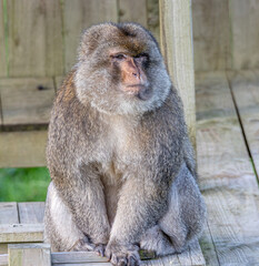 barbary macaques