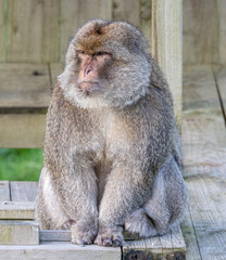barbary macaque