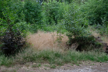 FU 2023-07-15 Wanderheide 457 Im Wald blüht ein trockenes Büschel Gras