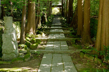 木漏れ日の射す、杉並木の参道。