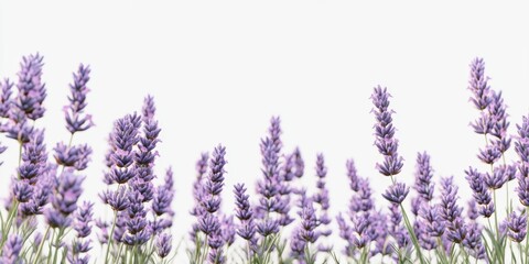 Naklejka premium Close-up view of a vibrant field of violet lavender flowers with green foliage, suggesting a peaceful garden or rural scene.