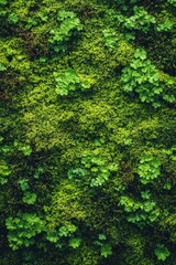 Obraz premium Lush foliage covering a green wall.