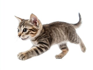 Fototapeta premium Cute kitten jumping in the air with joy.