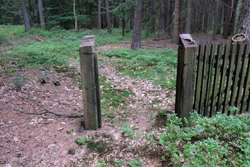 FU 2023-07-15 Wanderheide 476 Im Wald sind Holzpfosten