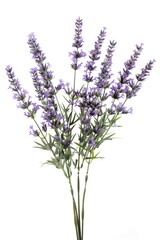 Obraz premium Purple lavender in a clear vase, set against a soft grey background, symbolizing tranquility and natural beauty.