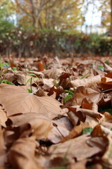 tarde de otoño en el parque