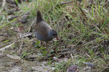 A water rail