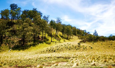 Beauiful Savannah in Mount