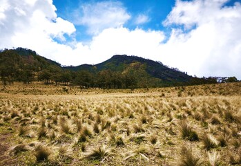 Beautiful Savannah in Mountain
