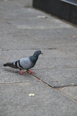 pigeon sitting on a stone