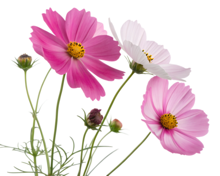 pink cosmos flowers isolated