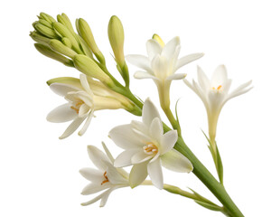 tube rose lily of the valley isolated on white