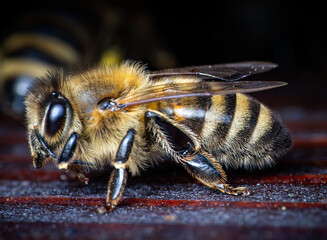 very detailed insect Honey bee at the entrance of the wooden beehive. Super Macro photography 