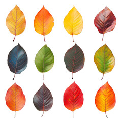 Obraz premium Autumn maple leaf PNG cutout isolated on white and transparent background.