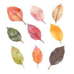 Autumn maple leaf PNG cutout isolated on white and transparent background.

