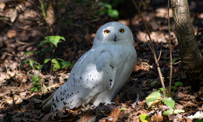 White owl with yellow eyes and black dots in its feathers standing on the ground looking towards the camera and surrounded by vegetation and trees in nature. beautiful wild bird in daylight.