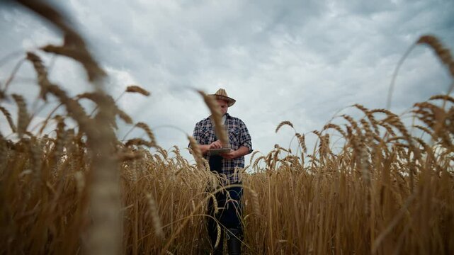 Frontal portrait of farmer walking in beautiful golden rye field, using tablet. Professional agronomist or bioengineer using mobile gadget for planning harvesting works in farmland, growing cereals