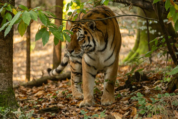 tiger walking calmly through lush green grass in a natural forest habitat. Surrounded by trees, this serene scene captures the beauty and grace of the wild predator