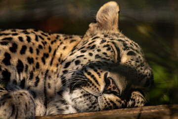 Close-up of a peaceful leopard sleeping in a safari or animal shelter, its spotted fur illuminated in natural light