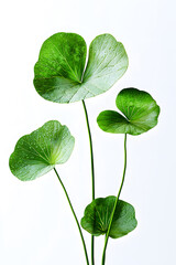 illustration of Centella, the leaves are vibrant green with a soft gradient of light and shadows to show depth, with delicate water droplets on the surface