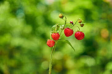 Wild strawberries with a ladybug on a green blurred background, capturing the essence of nature and summer.