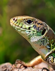 Naklejka premium common wall lizard scient. name Podarcis muralis reptile animal,