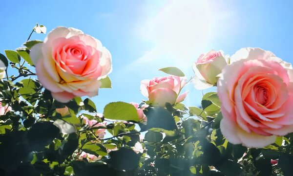 Beautiful spring border, blooming rose bush on a blue background. Flowering rose hips against the blue sky. Soft selective focus