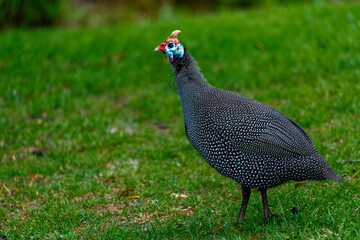 Helmeted guineafowl (Numida meleagris) at Wilderness on the Garden Route, Western Cape. South Africa