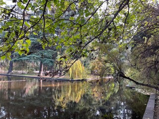 reflection of trees in water