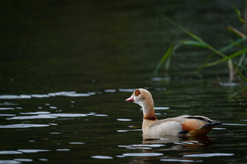 Image Number . Egyptian goose (Alopochen aegyptiaca). Wilderness, Garden Route, Western Cape. South Africa.