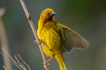 Cape weaver (Ploceus capensis), Wilderness, Garden Route, Western Cape. South Africa © Roger de la Harpe