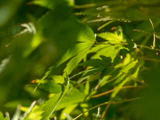 深まる秋のイロハモミジに日差しが当たる01