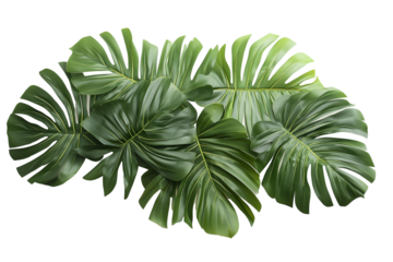 Top view tropical plant on transparent backgrounds 3d render png	
