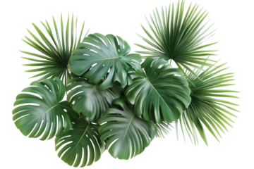 Top view tropical plant on transparent backgrounds 3d render png	
