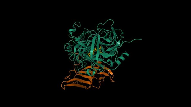 Structure of the ternary microplasmin (green)-staphylokinase(brown) complex. Animated 3D cartoon and molecular surface models, PDB 1bui, black background
