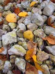 Small stones, gravel or crushed limestone and fallen autumn leaves on them.