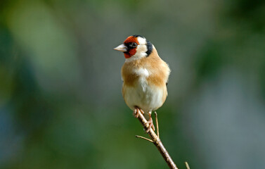 Chardonneret élégant,.Carduelis carduelis, European Goldfinch