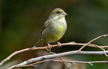 Fototapeta premium Verdier d'Europe,.Chloris chloris, European Greenfinch