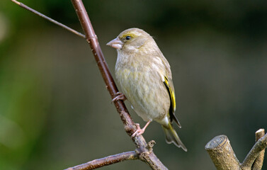 Verdier d'Europe,.Chloris chloris, European Greenfinch