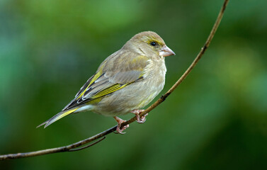 Verdier d'Europe,.Chloris chloris, European Greenfinch