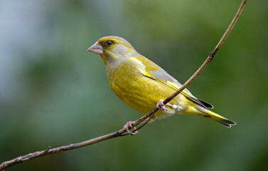 Verdier d'Europe,.Chloris chloris, European Greenfinch