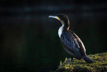 White-breasted Cormorant or Witborsduiker (Phalacrocorax lucidus) on the bank of the Touw River and showing its typical green eye. Wilderness, Garden Route, Western Cape. South Africa