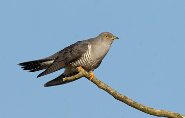 Coucou gris,.Cuculus canorus, Common Cuckoo