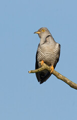 Coucou gris,.Cuculus canorus, Common Cuckoo