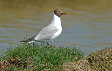 Mouette rieuse, .Chroicocephalus ridibundus, Black headed