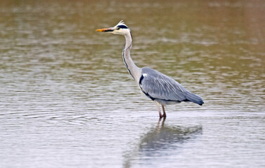 Héron cendré, Ardea cinerea, Grey Heron