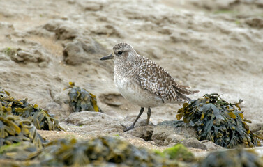 Pluvier argenté,.Pluvialis squatarola, Grey Plover