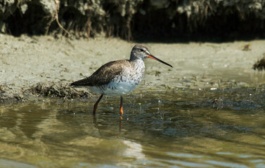 Barge rousse,.Limosa lapponica, Bar tailed Godwit