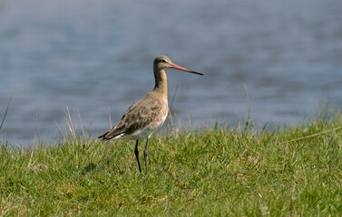 Barge rousse,.Limosa lapponica, Bar tailed Godwit