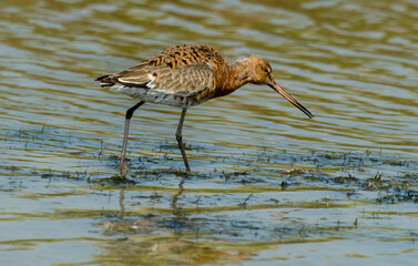 Barge rousse,.Limosa lapponica, Bar tailed Godwit